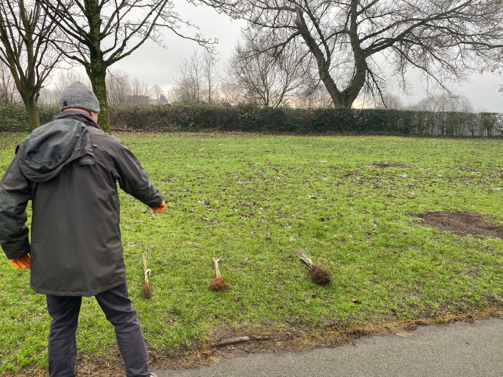 Queen's jubilee trees prepared by senior park ranger of Buile Hill park for tree planting